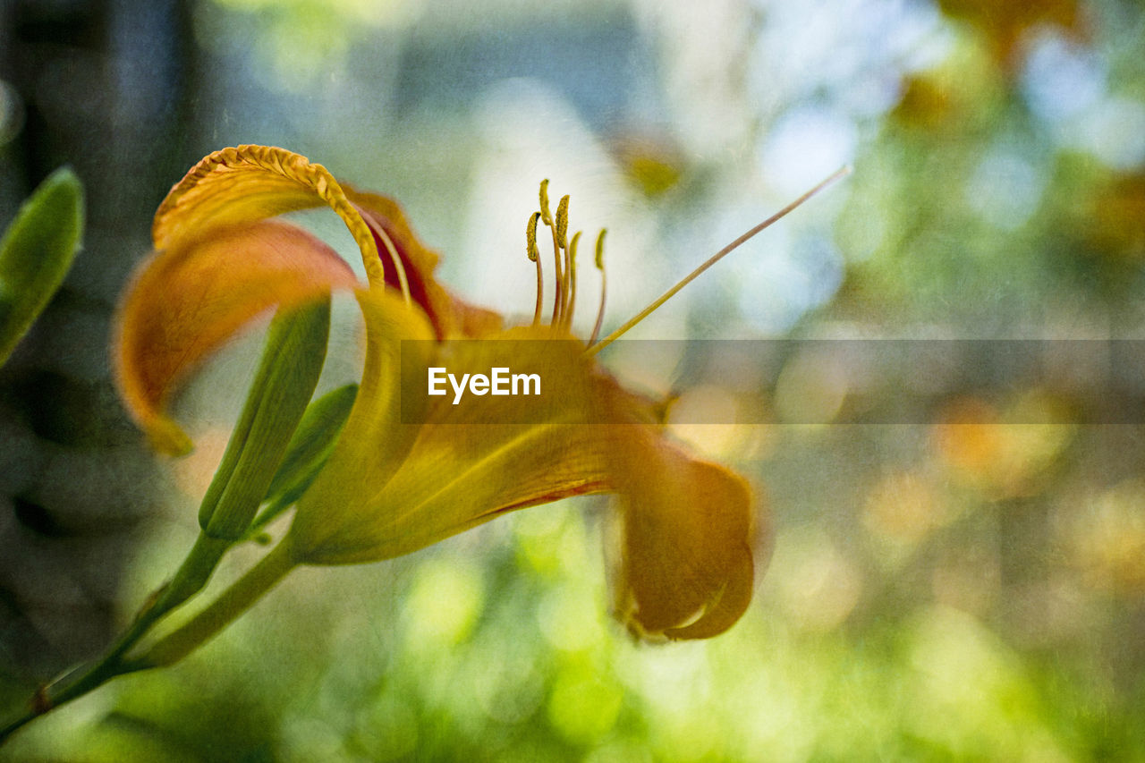 CLOSE-UP OF DAY LILY