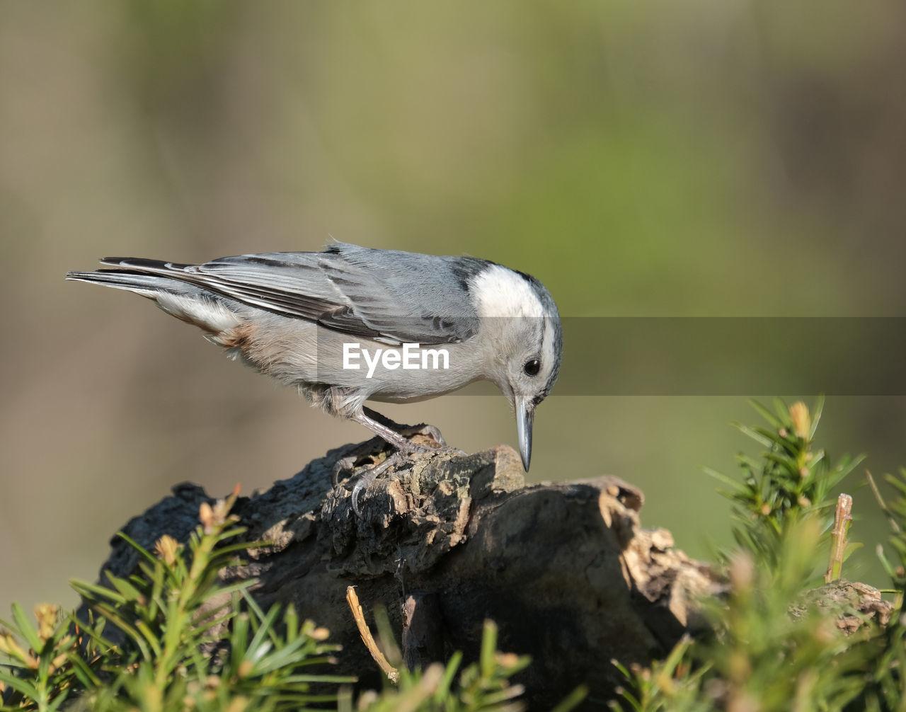 White-breasted nuthatch