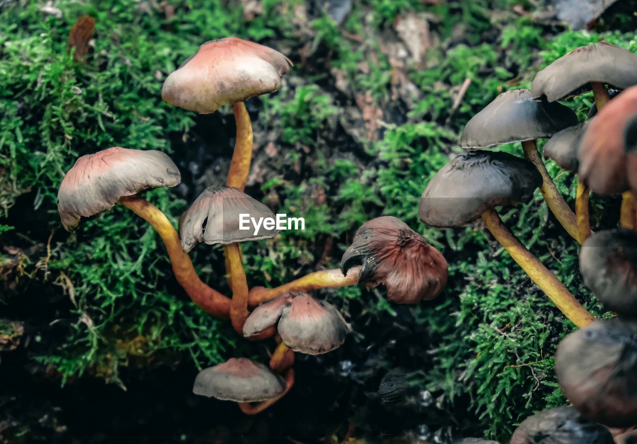 mushroom, fungus, vegetable, plant, forest, food, growth, nature, land, woodland, tree, toadstool, edible mushroom, food and drink, day, penny bun, beauty in nature, natural environment, close-up, no people, moss, outdoors, freshness, bolete, field, agaricaceae, oyster mushroom, high angle view, autumn, rainforest, fragility