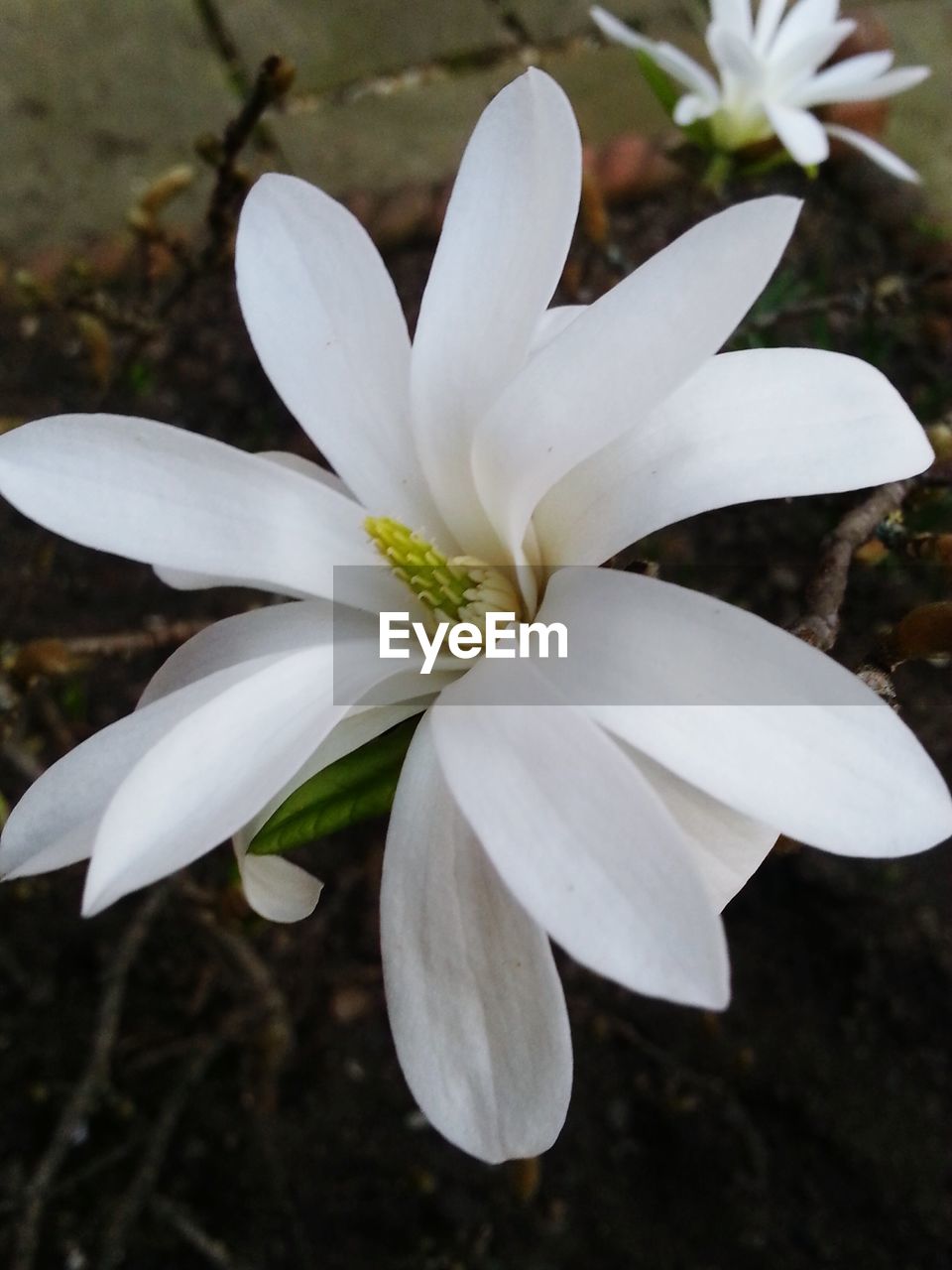 Close-up of white flower blooming outdoors