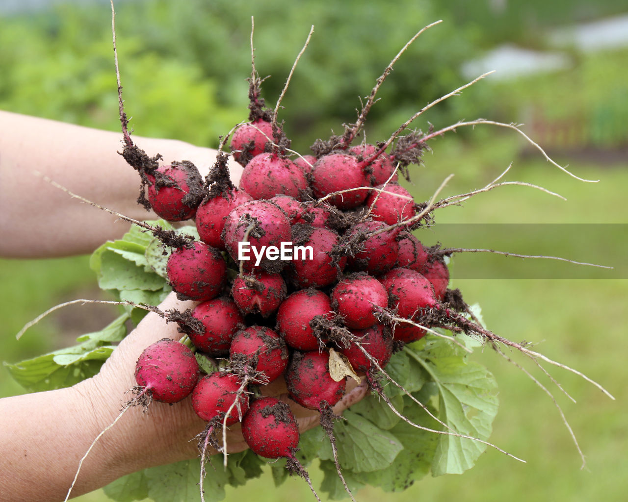 Red radishes in hands, bunch of ripe radishes in woman hands