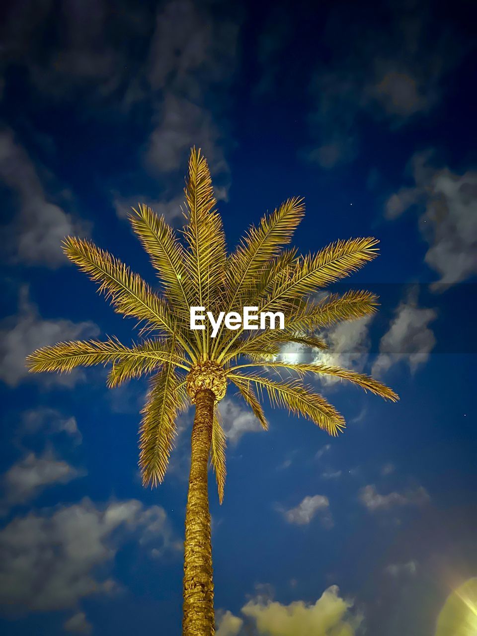 low angle view of palm tree against cloudy sky