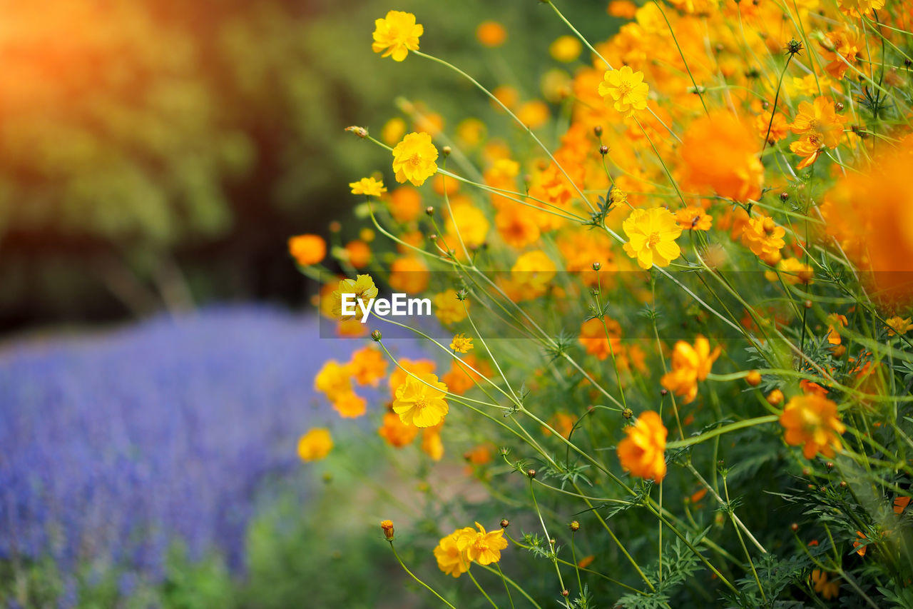 Close-up of yellow flowering plant