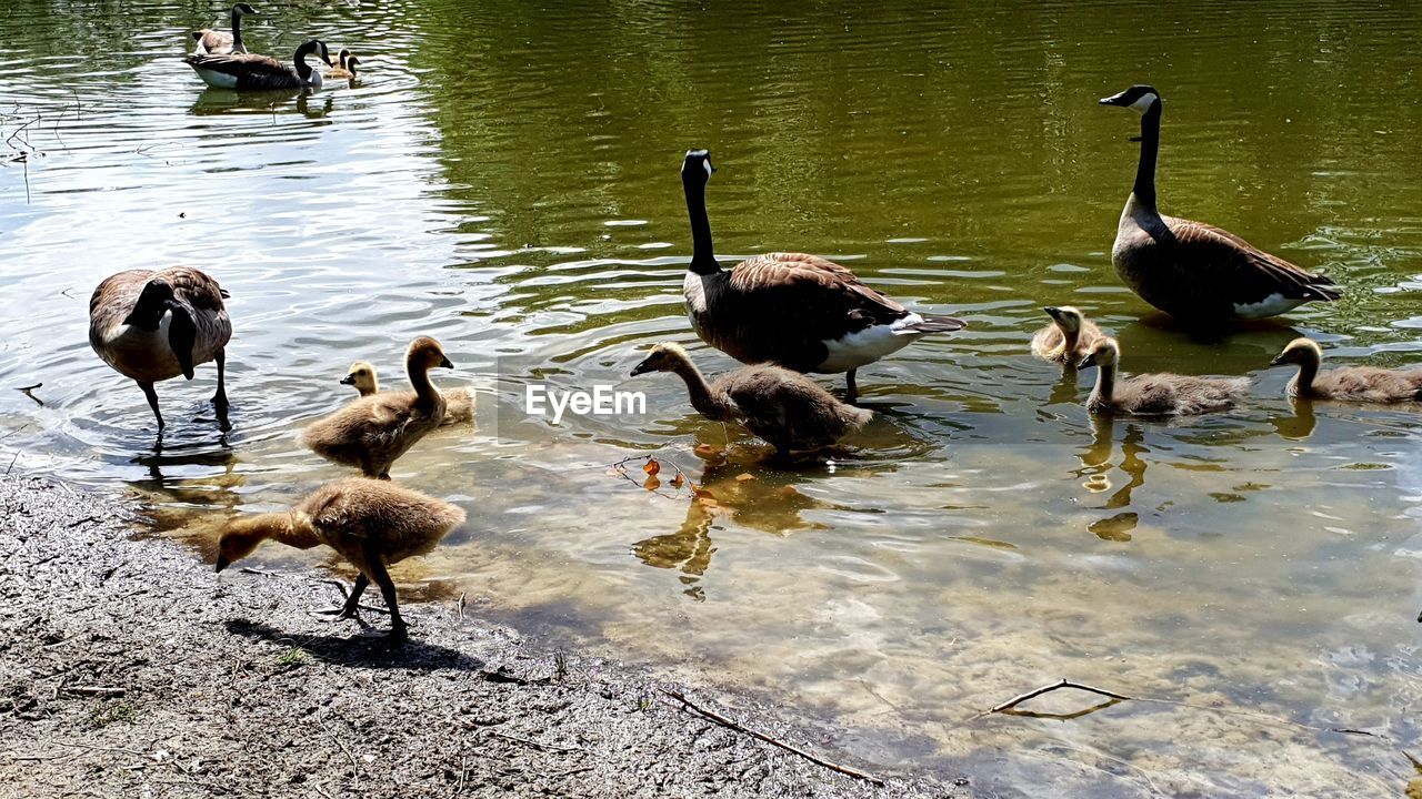 DUCKS SWIMMING IN LAKE