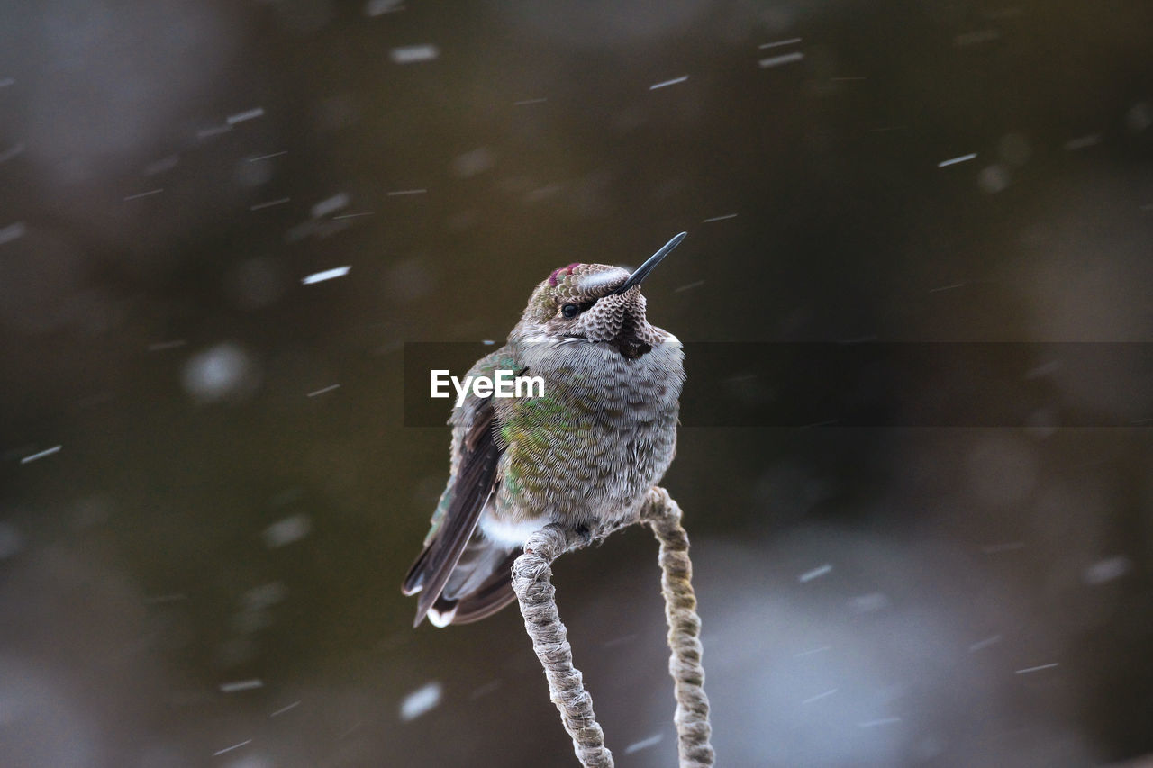 Close-up of hummingbird drinking water