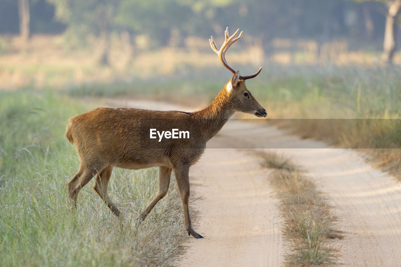 DEER STANDING ON A FIELD