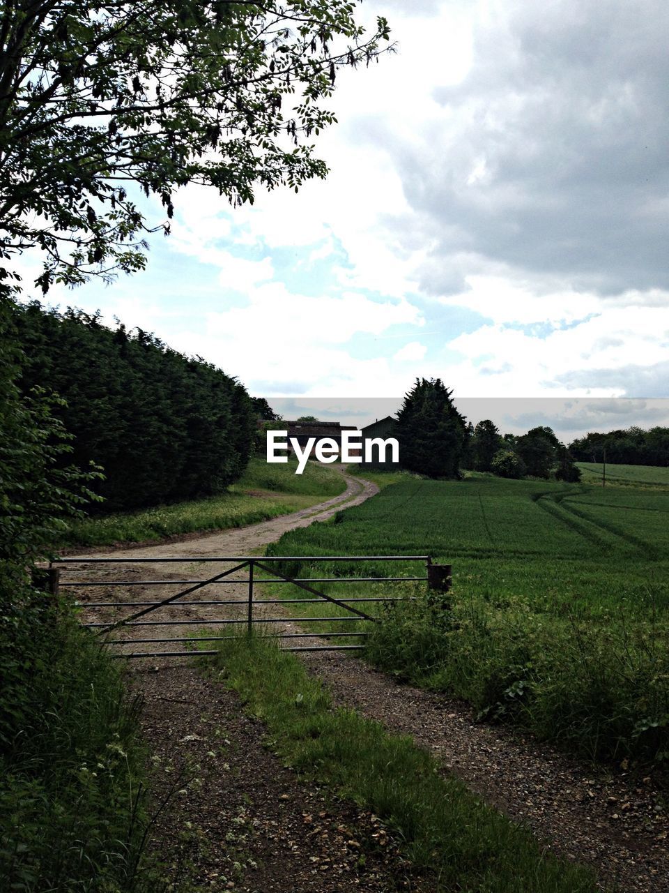 TREES ON GRASSY FIELD AGAINST CLOUDY SKY