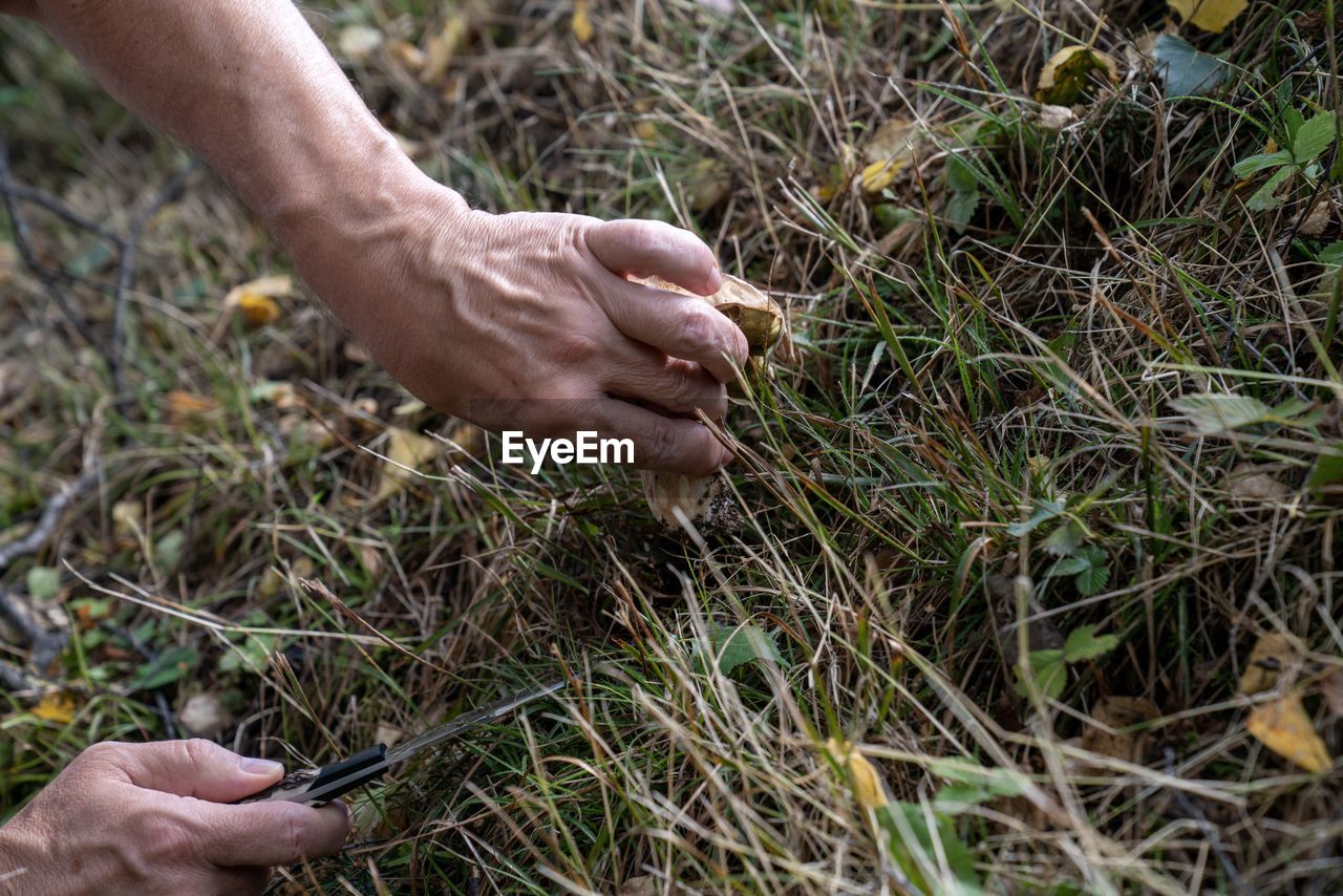 High angle view of hands cutting mushroom by grass