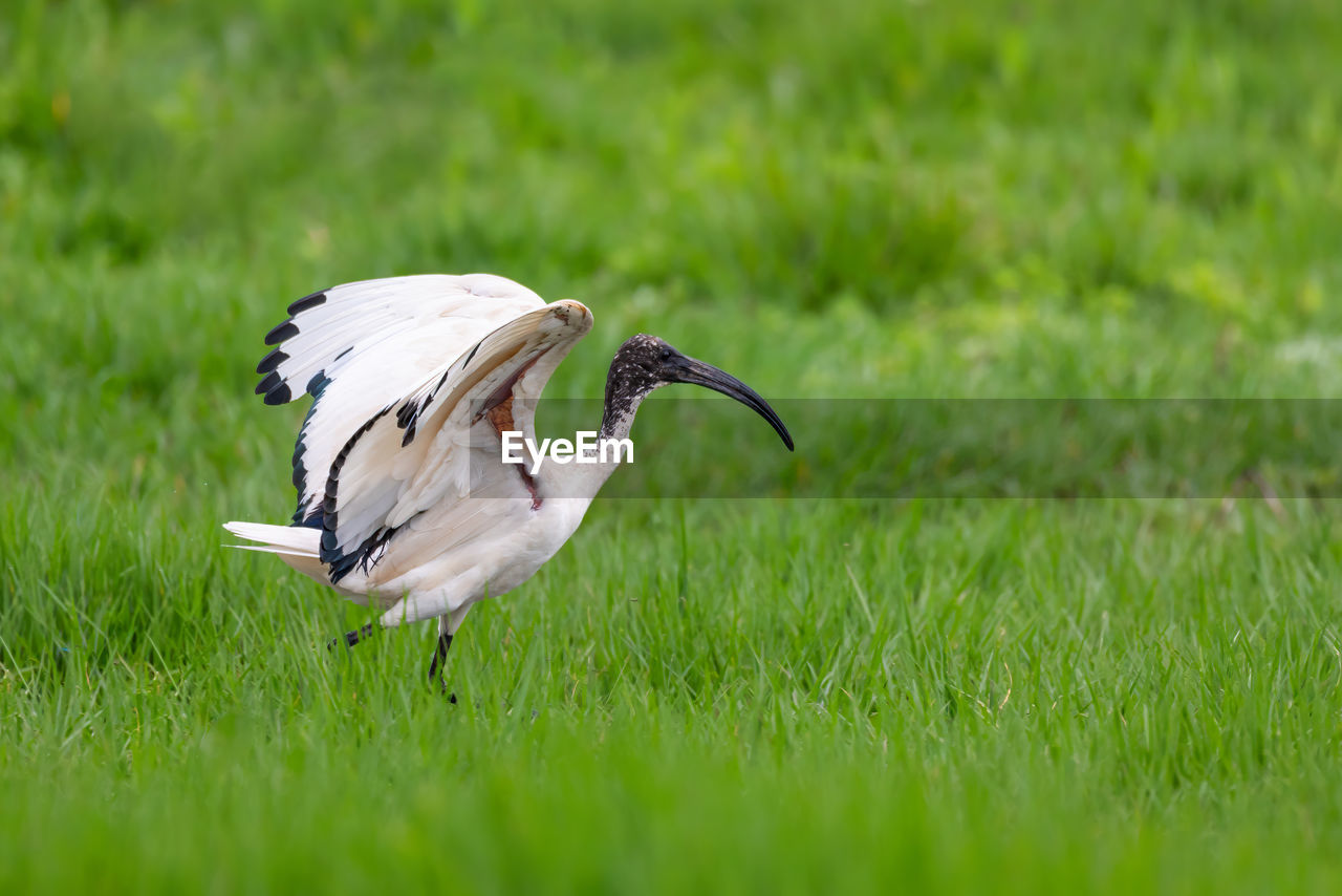 SIDE VIEW OF A BIRD ON A FIELD