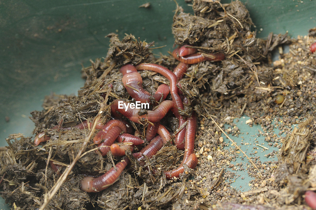 Close-up of worms on ground