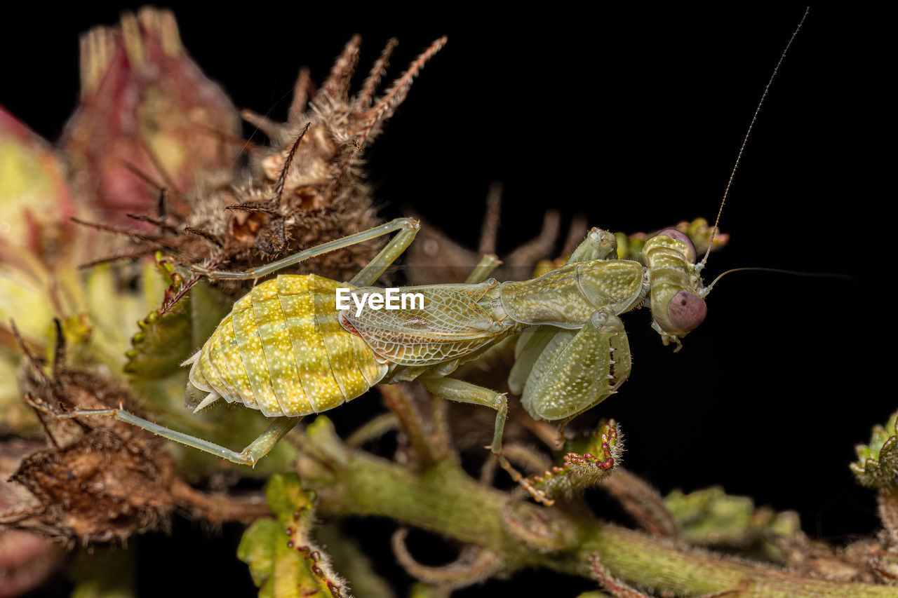 animal themes, animal, animal wildlife, one animal, wildlife, insect, macro photography, nature, close-up, animal body part, grasshopper, no people, macro, black background, plant, outdoors, magnification, portrait, side view, tree