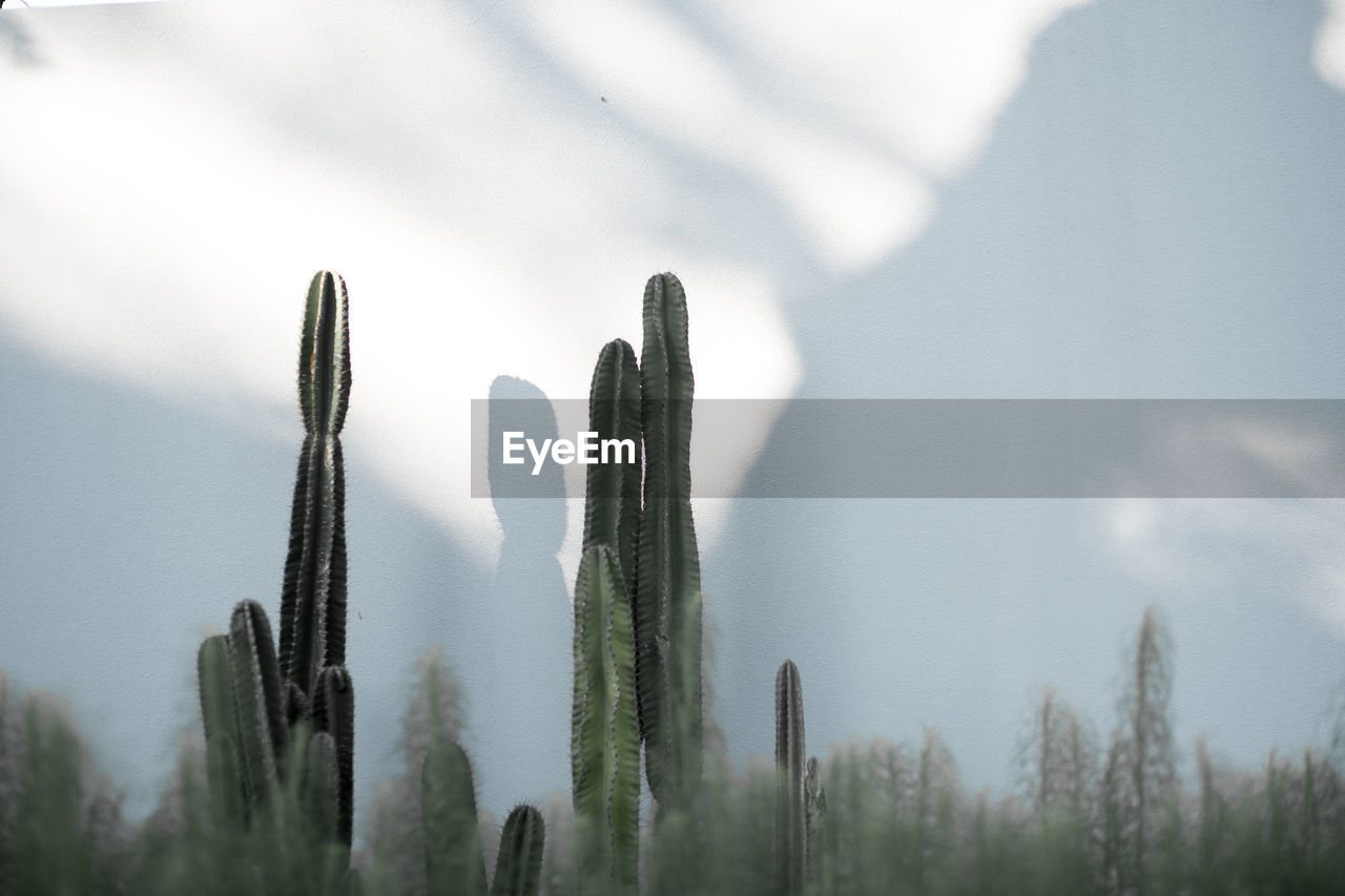 Low angle view of cactus plants on field against sky