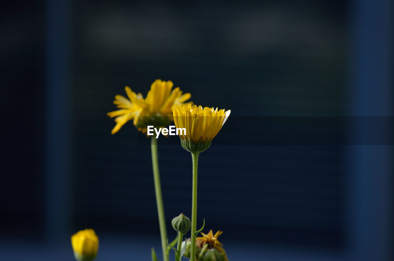 Close-up of yellow flower