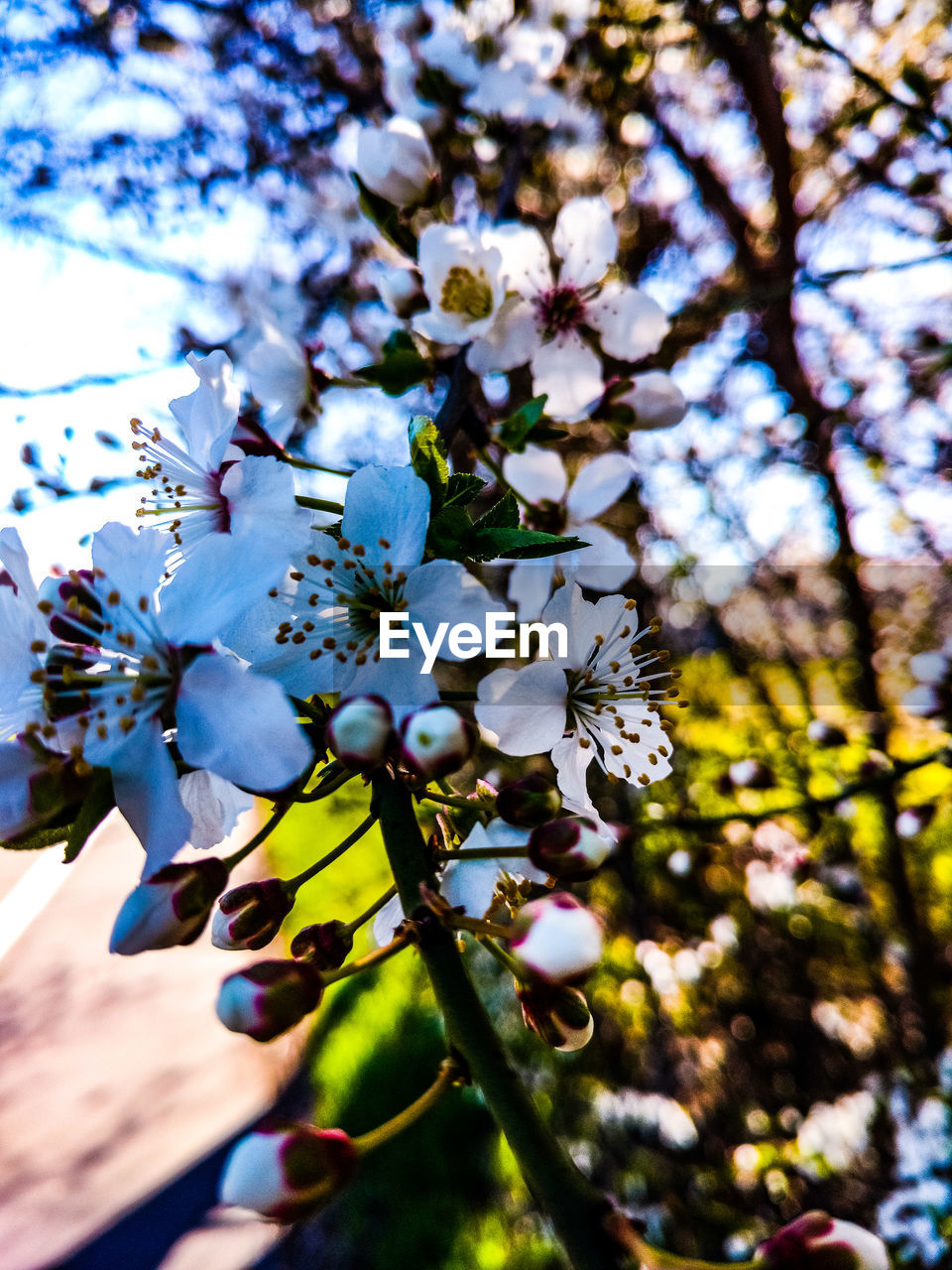 Close-up of blooming tree