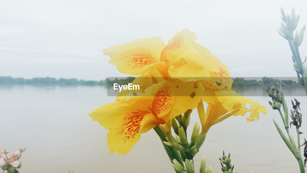 Close-up of yellow flowers blooming by lake against clear sky