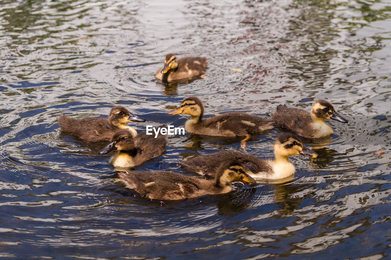 High angle view of ducklings swimming on lake