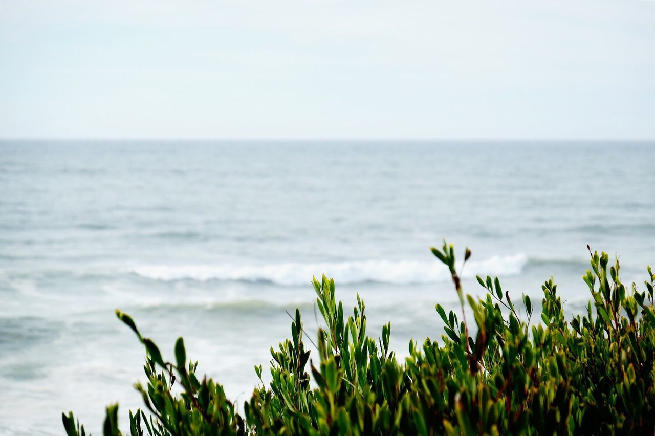 Plants growing against sea