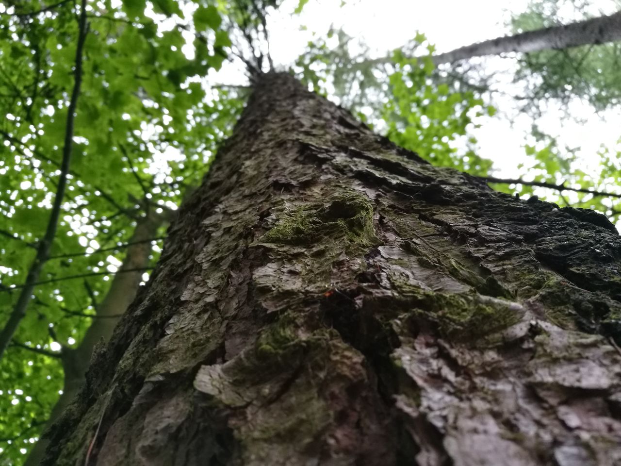 LOW ANGLE VIEW OF TREES IN FOREST