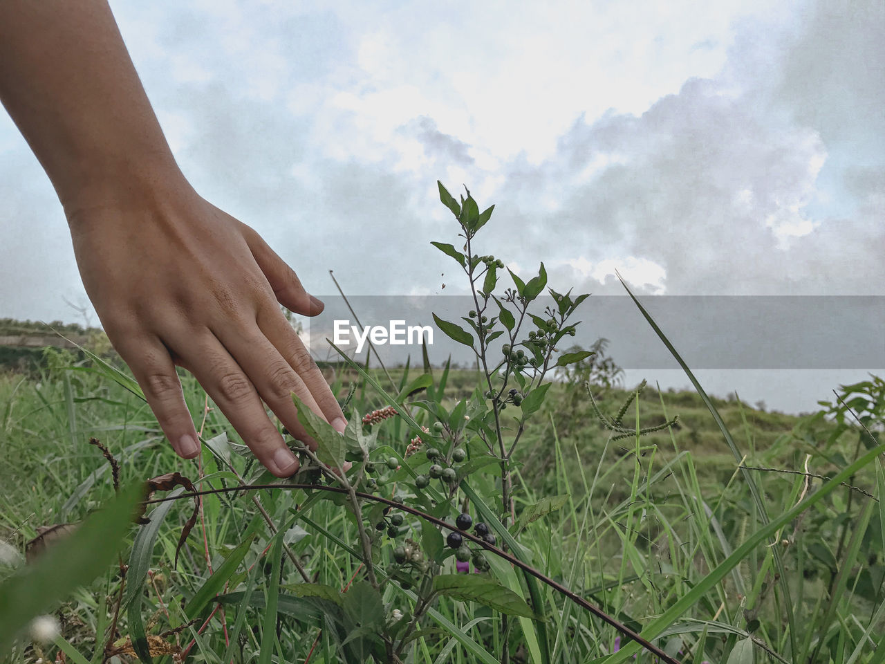 PERSON HAND HOLDING PLANT ON FIELD