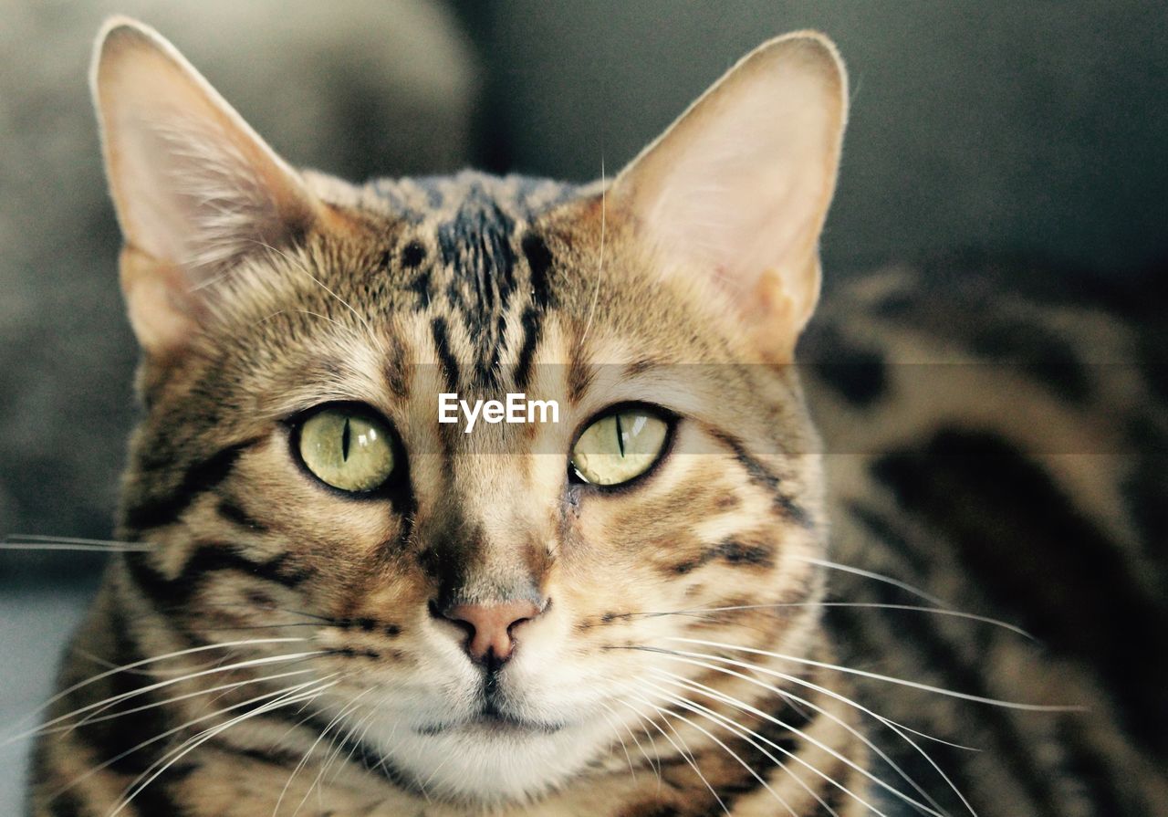 Close-up portrait of cat