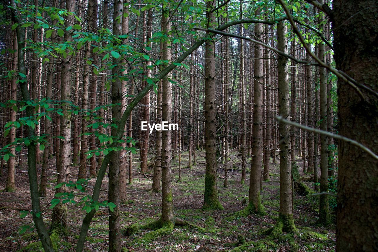 TREES GROWING IN FOREST