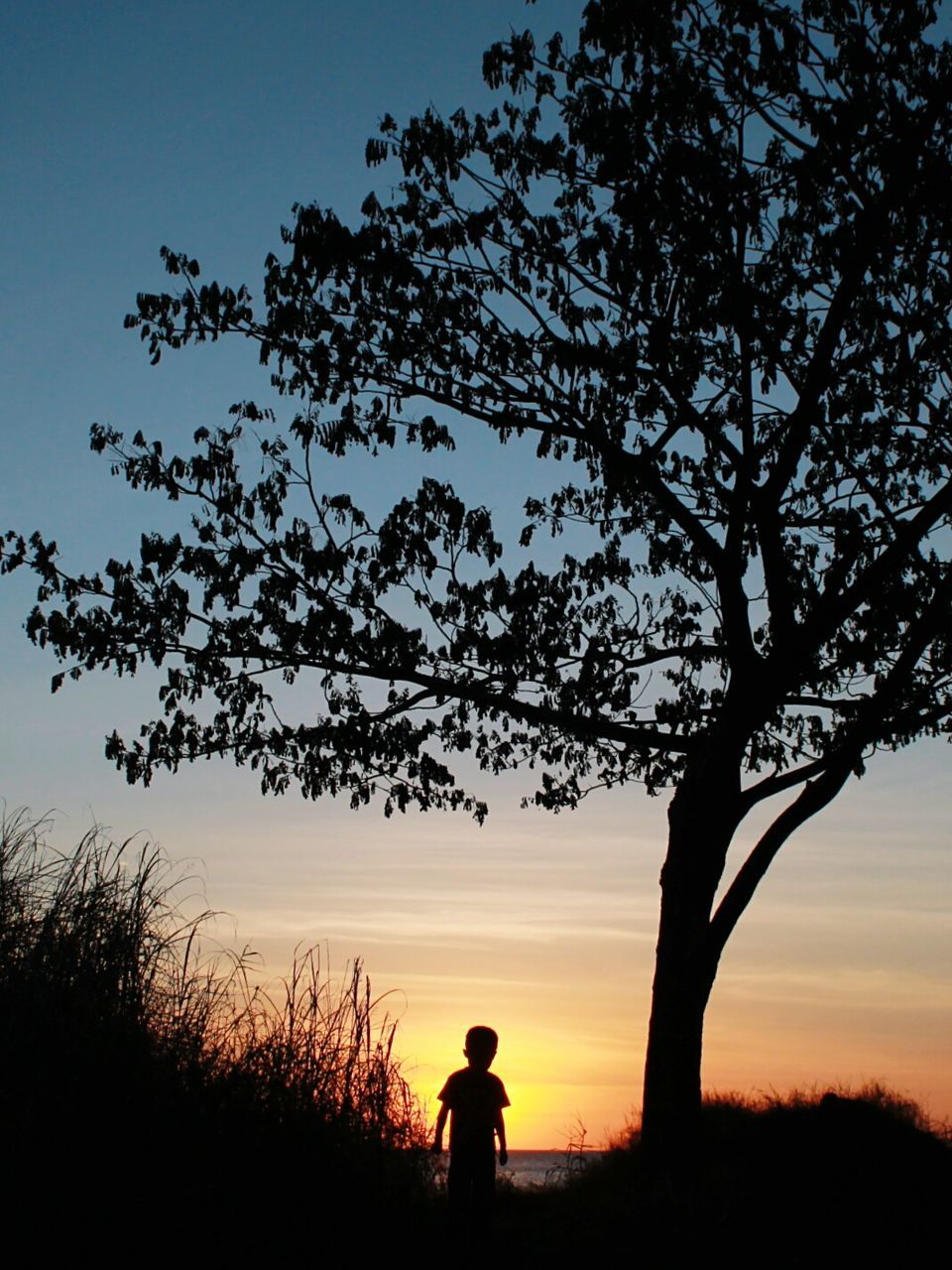 Silhouette of boy standing by tree