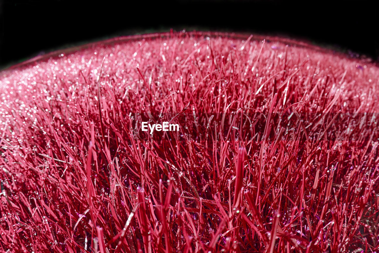 MACRO SHOT OF PINK FLOWER OVER BLACK BACKGROUND