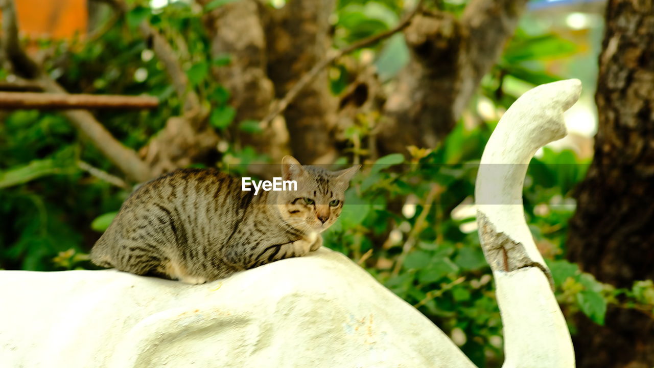 CAT LYING ON A PLANT