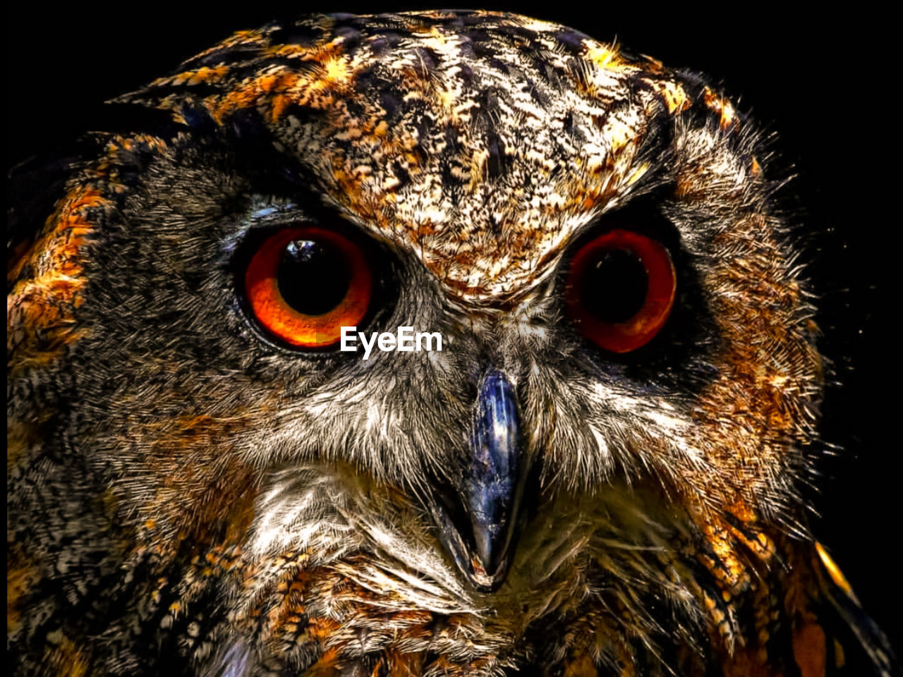 Close-up portrait of owl