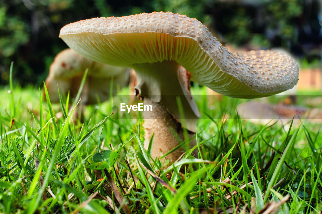 mushroom, fungus, plant, vegetable, growth, food, nature, grass, land, close-up, toadstool, macro photography, green, beauty in nature, forest, edible mushroom, no people, penny bun, agaricaceae, bolete, woodland, day, field, focus on foreground, tree, outdoors, fragility, food and drink, freshness, surface level, moss