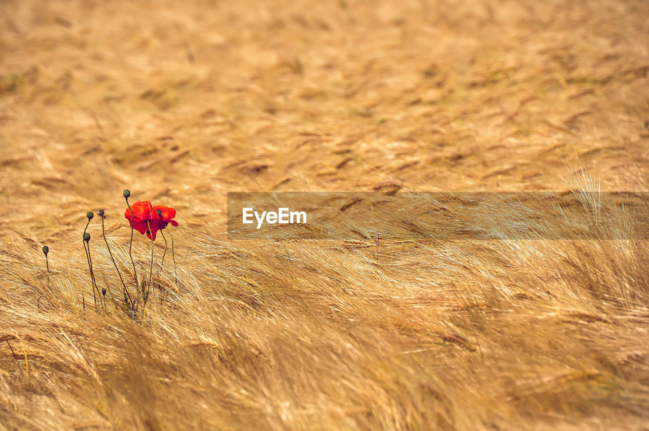 Red flower on a field