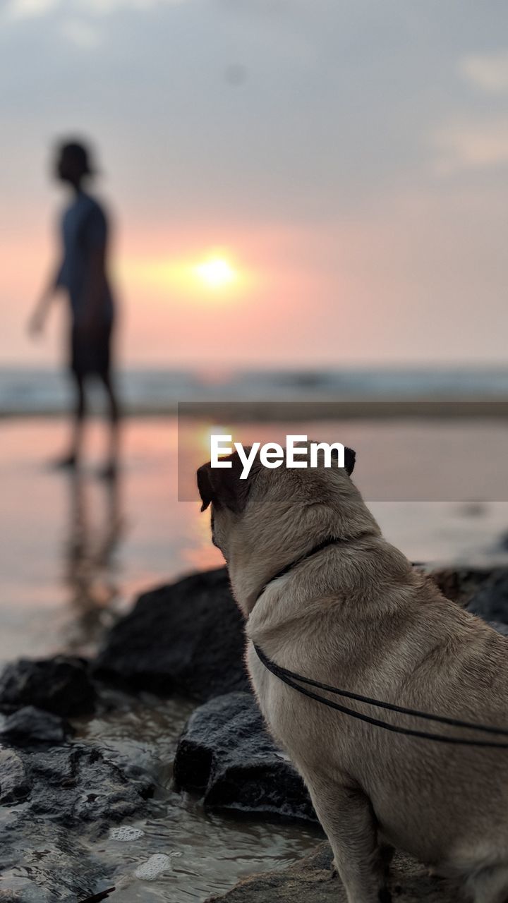 VIEW OF A DOG ON BEACH