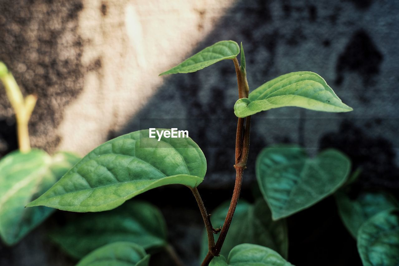 Close-up of plant growing outdoors