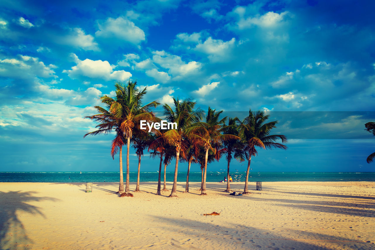 SCENIC VIEW OF PALM TREES ON BEACH