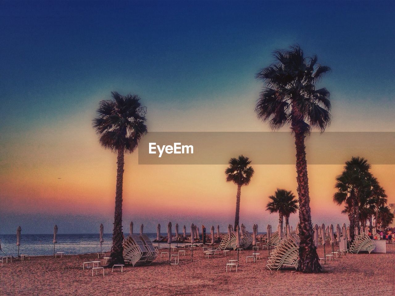 Palm trees on the beach