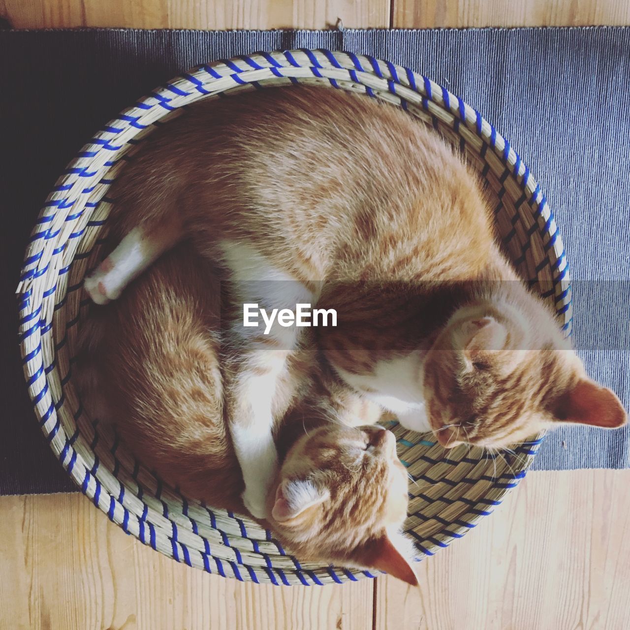 Close-up of cat sleeping in basket