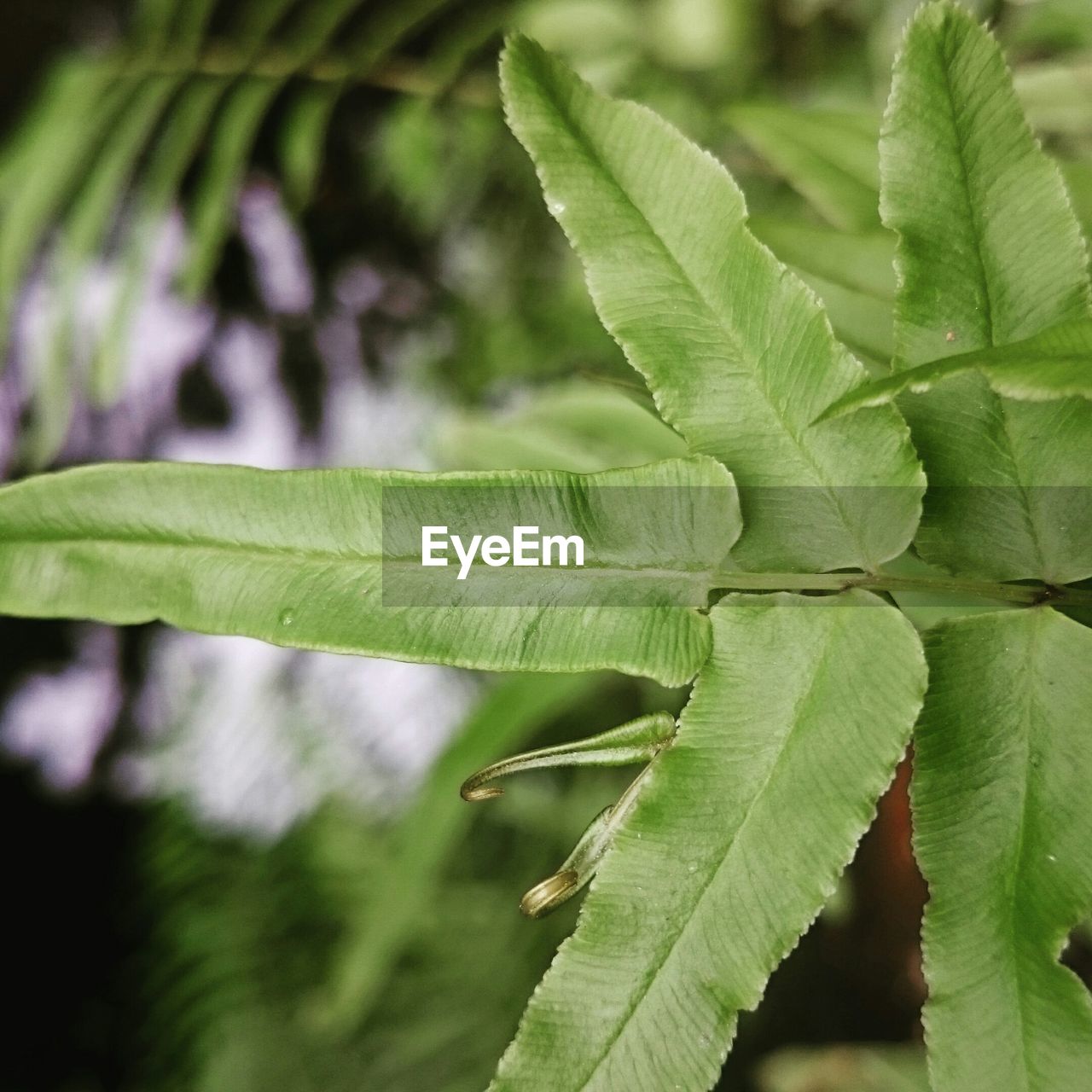 CLOSE-UP OF PLANT