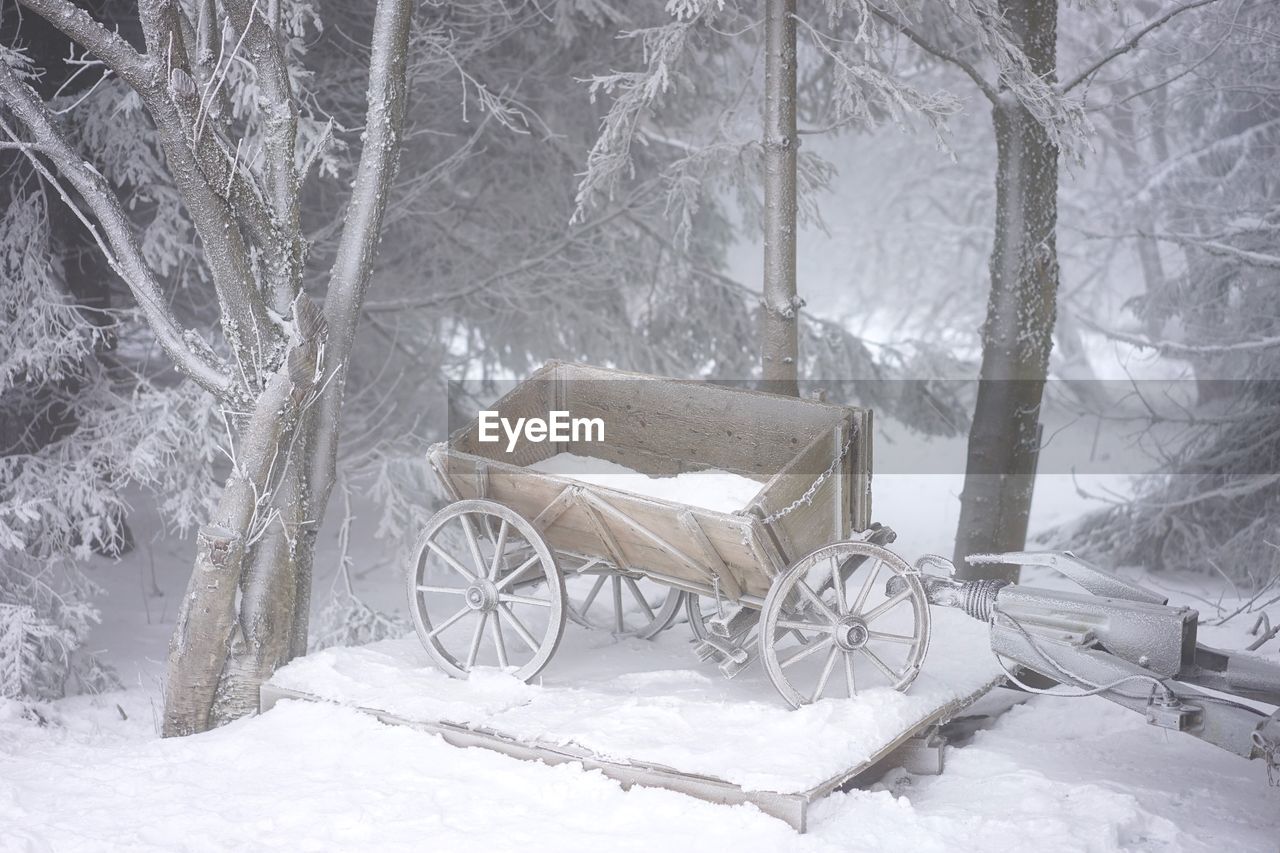 SNOW COVERED BARE TREE IN FOREST