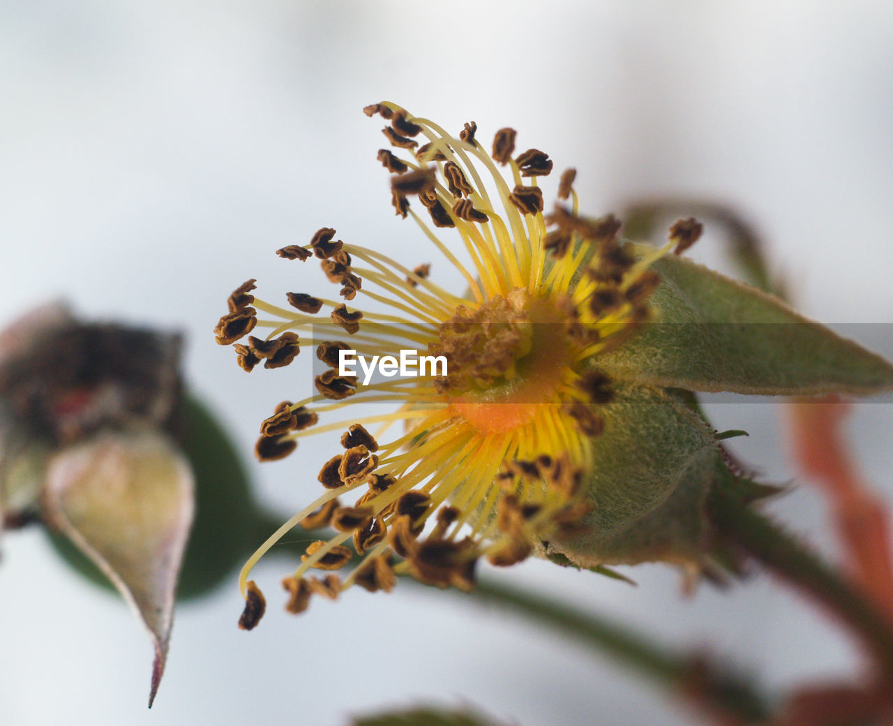 Close-up of wilted flower