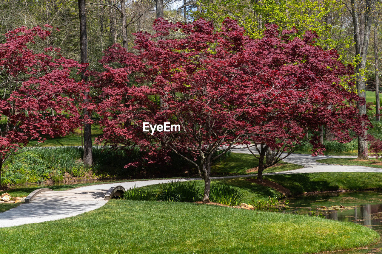 PINK FLOWERING PLANTS IN PARK