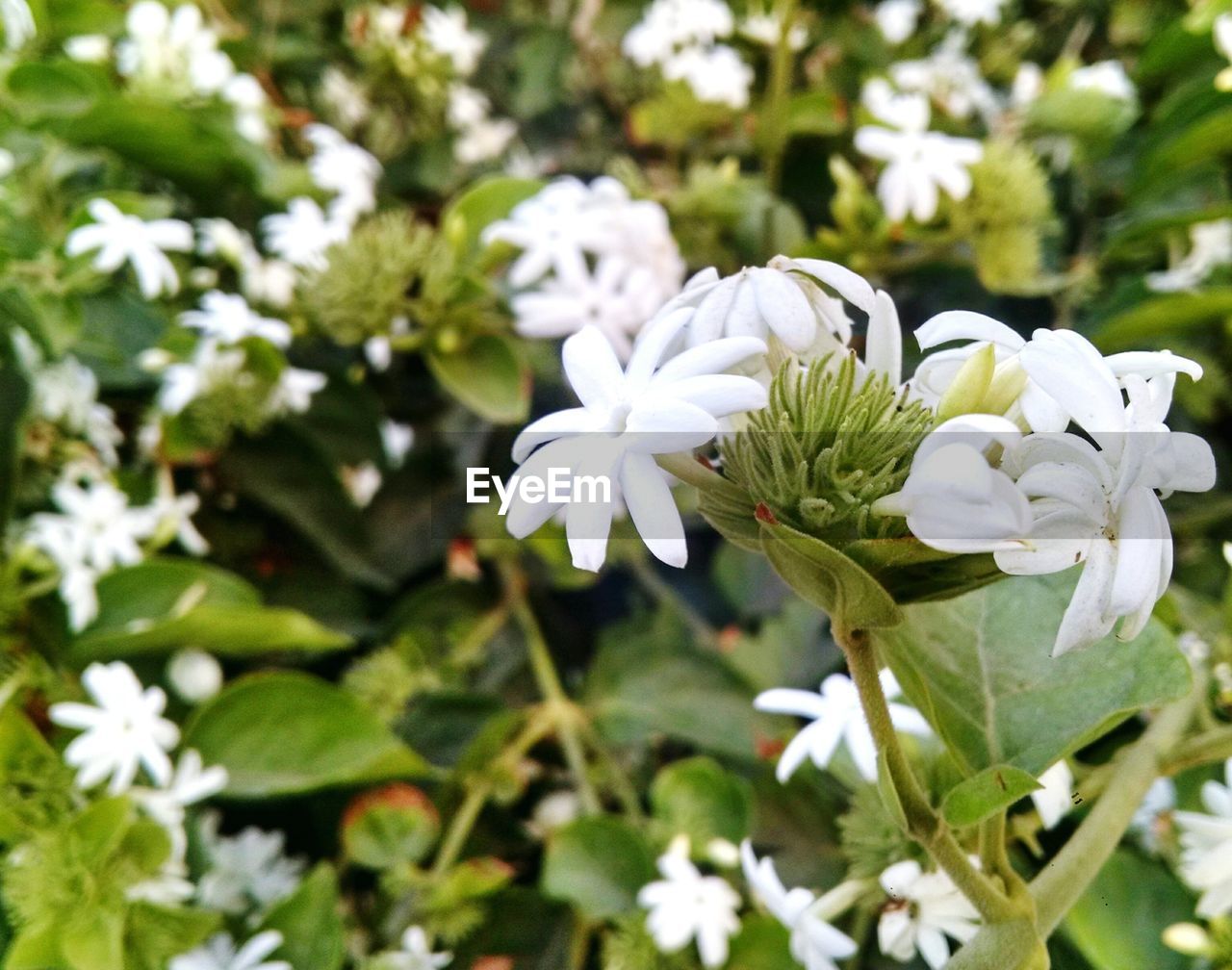 CLOSE-UP OF WHITE FLOWERS BLOOMING ON PLANT