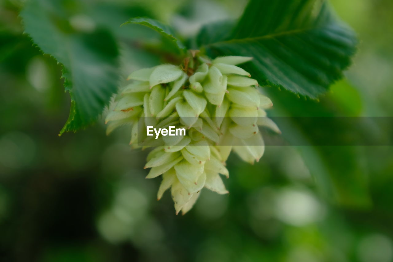 Close-up of flowering plant