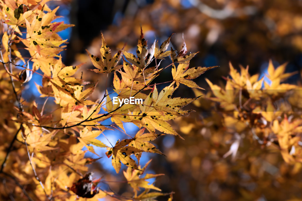 autumn, leaf, plant part, plant, tree, nature, beauty in nature, branch, land, autumn collection, environment, no people, landscape, outdoors, tranquility, sunlight, maple tree, yellow, backgrounds, close-up, scenics - nature, multi colored, sky, day, maple leaf, selective focus, maple, orange color, forest, focus on foreground, vibrant color, macro photography, twig, flower, field, light - natural phenomenon, gold, dry, non-urban scene, red, arts culture and entertainment, rural scene, idyllic, travel