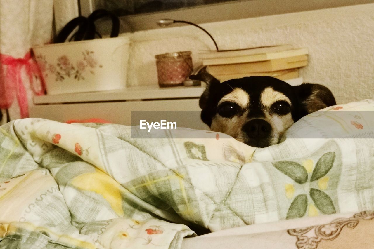 PORTRAIT OF DOG RELAXING AT HOME