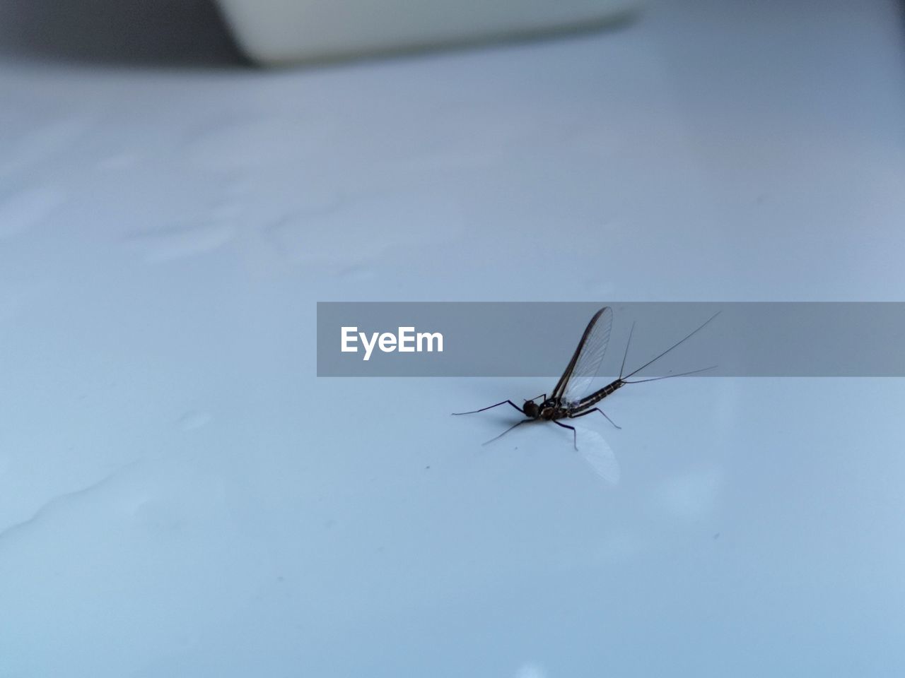 CLOSE-UP OF FLY ON WHITE