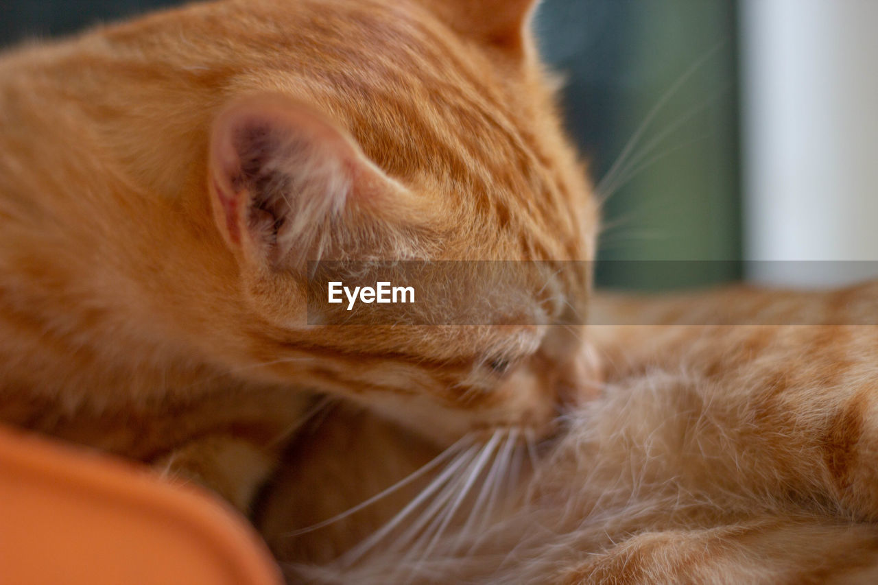 CLOSE-UP OF A CAT SLEEPING ON A BLANKET