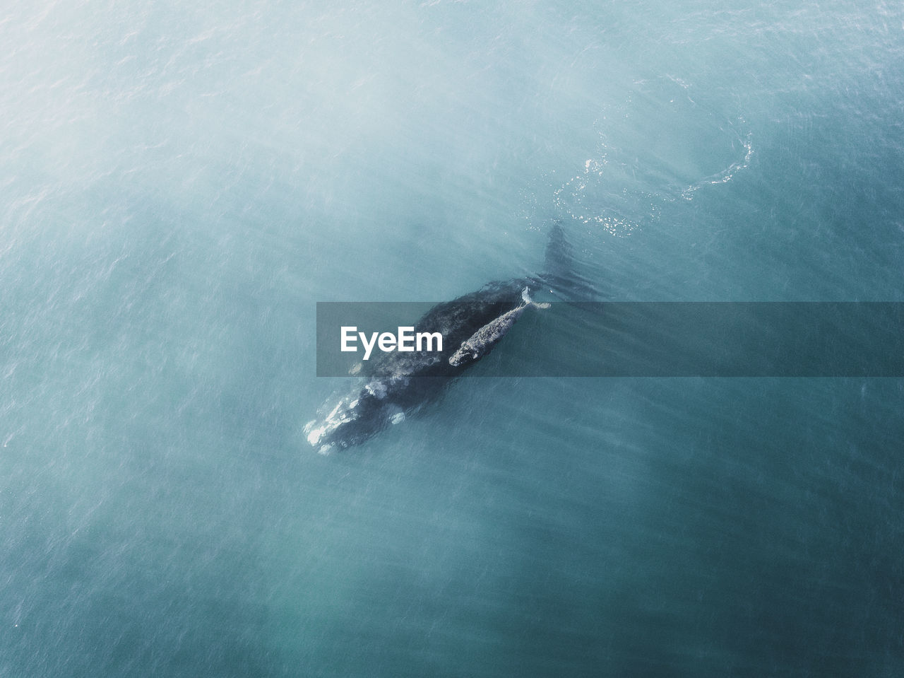 High angle view of whale swimming in sea