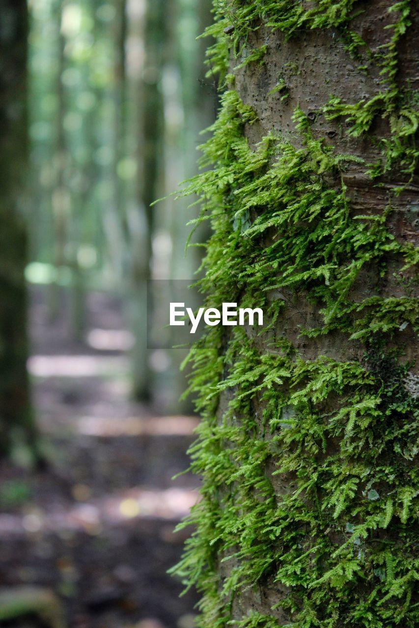 Close-up of moss growing on tree trunk