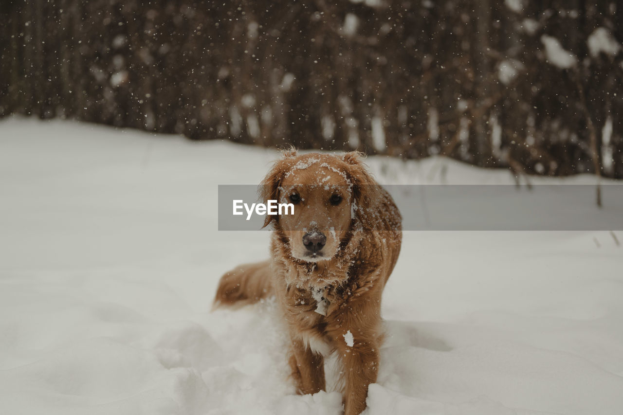 snow, one animal, cold temperature, winter, animal themes, mammal, animal, canine, dog, pet, domestic animals, nature, snowing, no people, land, tree, portrait, running, day, frozen, golden retriever, white, retriever, field, outdoors, environment