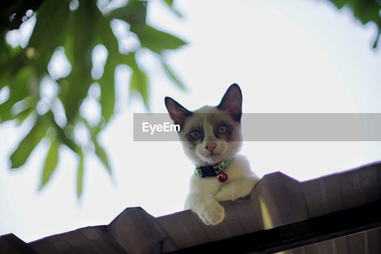 CLOSE-UP PORTRAIT OF A CAT